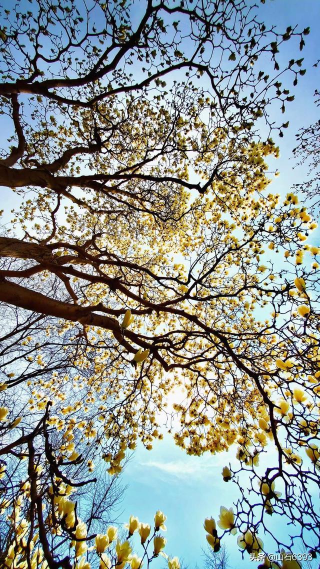 优秀的美文配优秀的美图,经典美文配图(军,陶俊石等春日里"恋花"美文