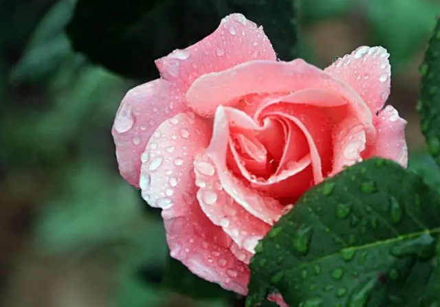 六月开什么花，六月开什么花图片（这几种在6月盛开的花）