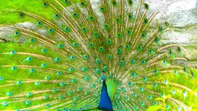 鸟类的羽毛有多少种类型，鸟类的羽毛有多少种类型图片（鸟的羽毛为什么五颜六色）