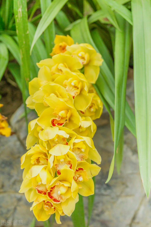 什么是石竹梅花，一花一欢喜