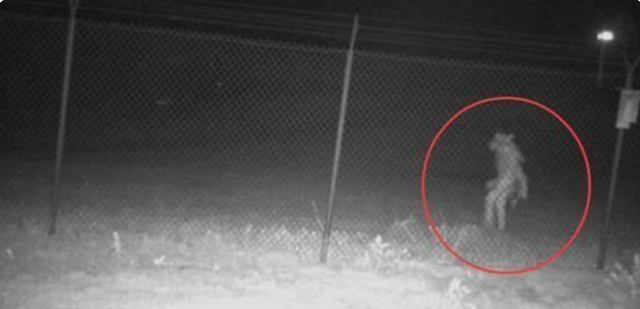 吸血怪兽卓柏卡布拉，卓柏卡布拉吸血的录像（上身像狼、下身像人）