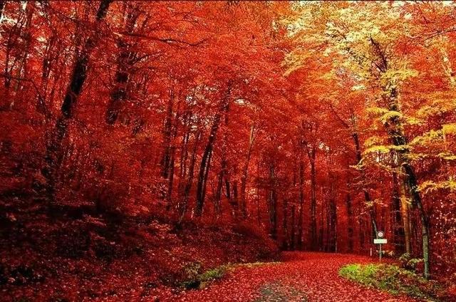 秋天是一个什么样的季节，秋天是一个什么样的季节写一段话（分享绝美秋色：叠翠流金）