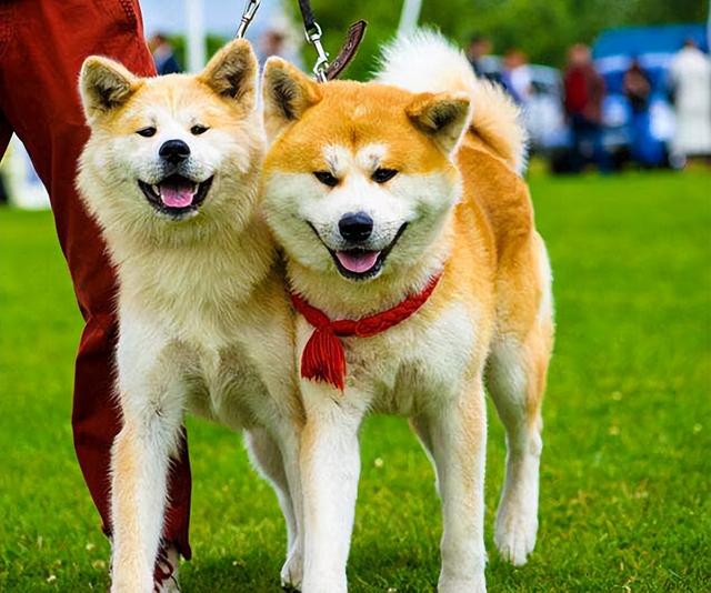 秋田犬为什么禁养，10大旺财的狗（为什么说“秋田犬”不值得养）