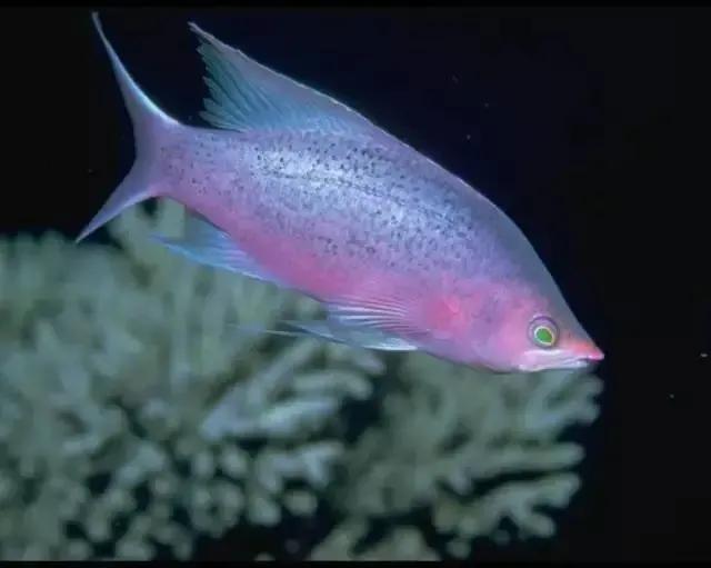 100多种神仙鱼欣赏，鳕鱼图片大全