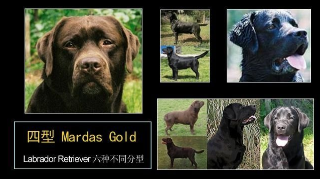 拉布拉多幼犬图片，纯种拉布拉多犬（纯种拉布拉多犬多少钱一只）