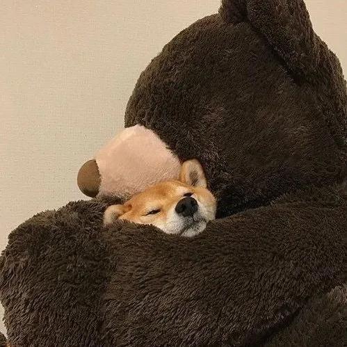 搞怪动物表情包，微信头像，搞怪动物表情包（收集一些搞怪的动物头像）