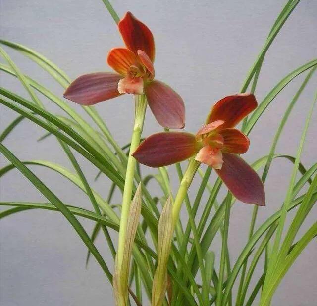 莫等闲下一句，偷得浮生半日闲,人间至味是清欢（永远不要失去发芽的心情）