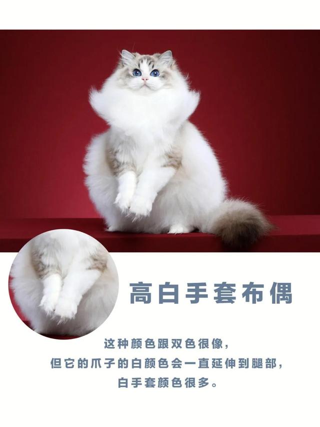 布偶猫花色大科普，常见的几种毛色你会区分吗