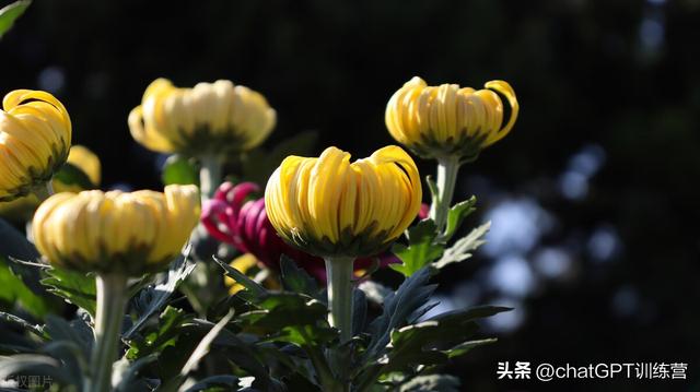 代表温暖的花语的花，送花再也不用愁了