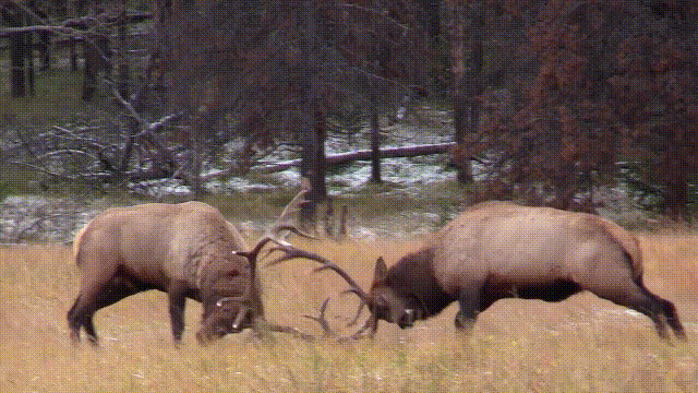 鹿血酒多少钱一瓶，鹿血酒一瓶500ml要多少钱（这是人们认为它是仙兽真正的原因）