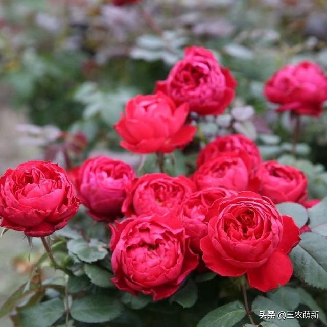 月季花的生长过程，月季从播种到发芽、长叶、开花的全过程（附带图片大全和种植方法）