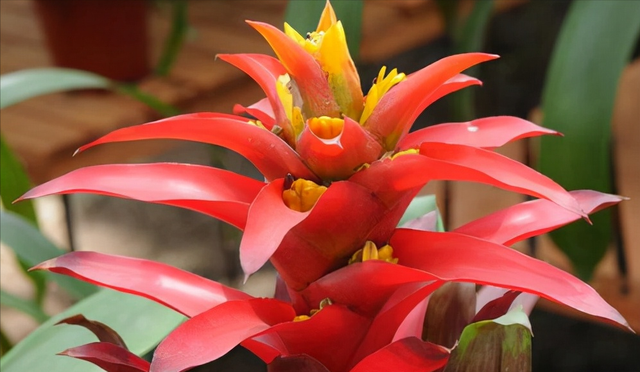 花，花好月圆人长久（72种鲜花欣赏图片）