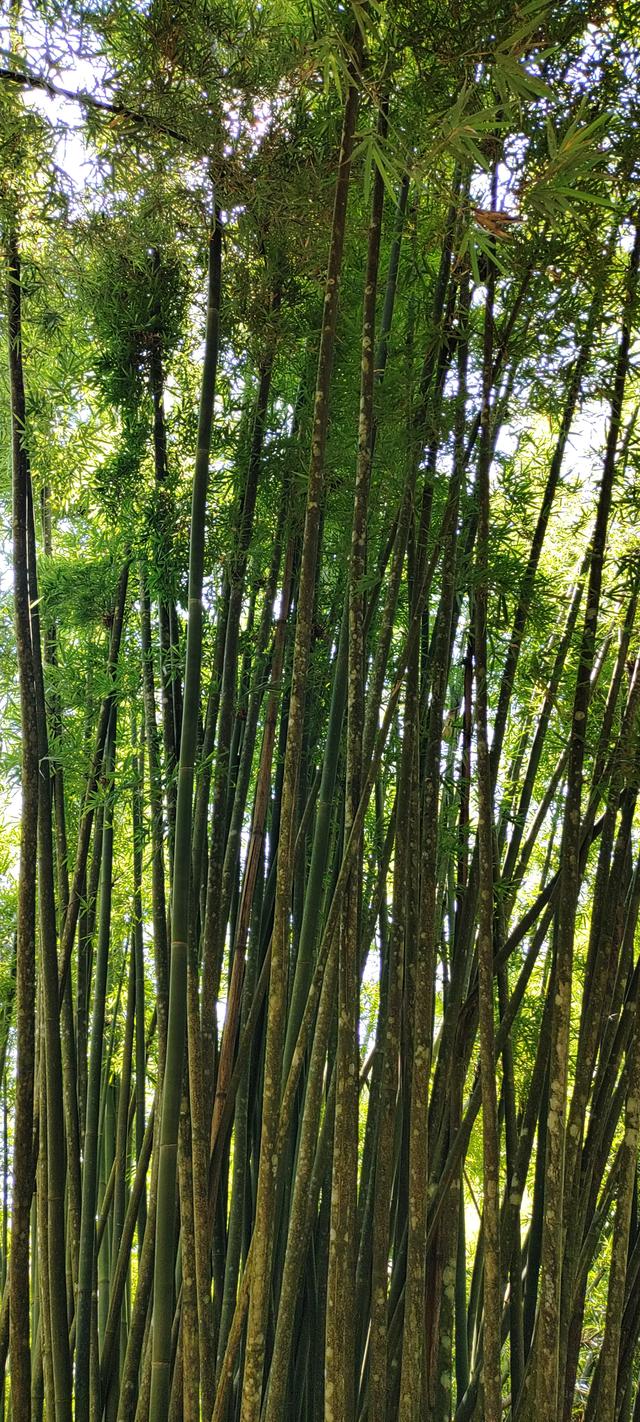 杭州二日游攻略，杭州二日游攻略自由行（杭州-武夷山二日游之绿野仙踪漫游道）