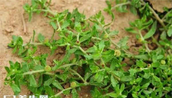 鹅不食草的功效与作用，鹅不食草的功效与作用,鹅不食草的副作用（农村有种草药叫“鹅不食草”）