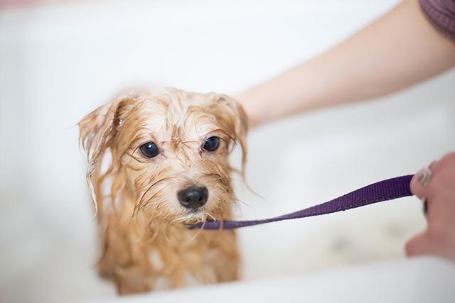 怎样消灭跳蚤彻底，跳蚤怎么彻底消灭（掌握以下技巧可以彻底消灭它们）