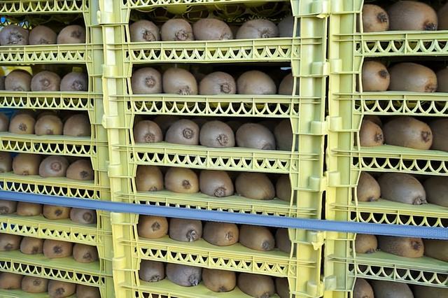 猕猴桃成熟季节是几月份，野生猕猴桃根抗肿瘤偏方（以及培育大果的巧）