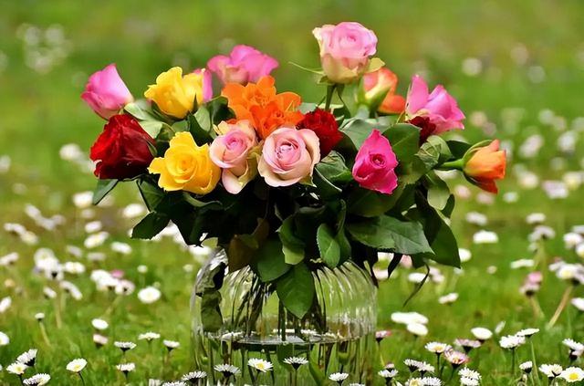 十朵玫瑰代表什么，十朵玫瑰代表什么意思（阳台再小也要养盆多色玫瑰）