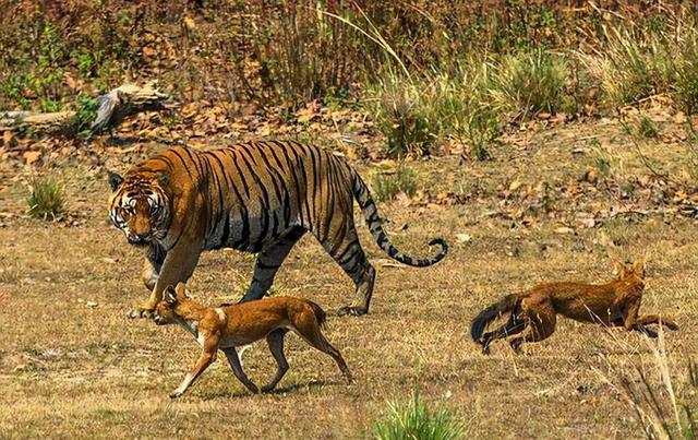 老虎的寿命一般多少年，老虎的寿命最长多少年（为什么老虎会输给了豹和豺）
