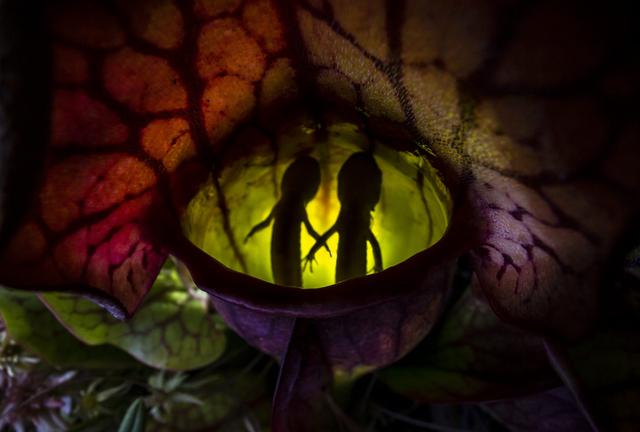 猪笼草吃虫子视频，猪笼草为什么会吃虫子（猪笼草——达尔文亲封“世界上最奇妙的植物”）