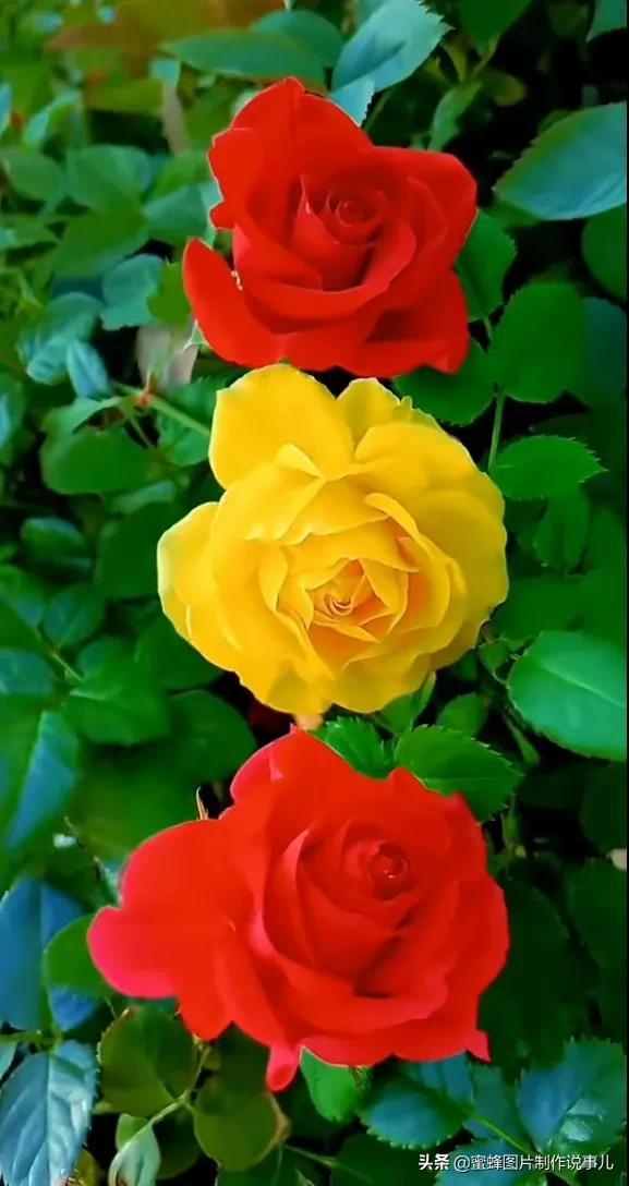 美美美的，美美美的表情包（壁纸美图）