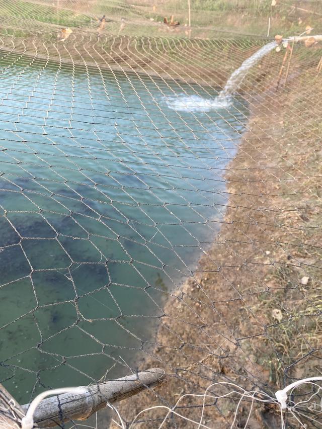 养殖泥鳅投资多少钱，养殖泥鳅要投资多少钱（农村人搞养殖去年天灾亏了20万本钱）