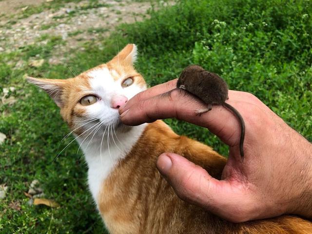 老鼠长什么样子，老鼠长什么样子(文字)（每分钟心脏能跳1200下）