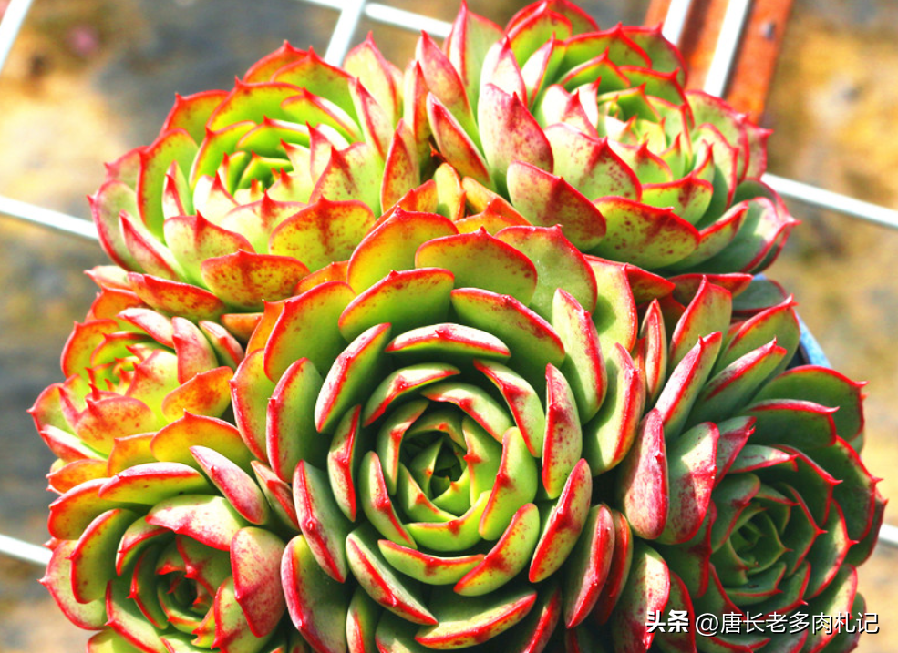 多肉爱火的特点