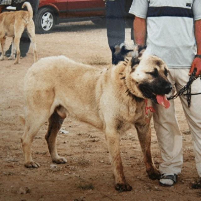 世界上凶猛的十种狗，世界大型猛犬排名