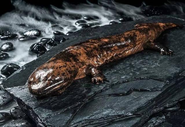 水虺是娃娃鱼吗,娃娃鱼是干嘛的(《山海经》现存物种之一)