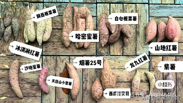 哈密红薯品种介绍，哈密薯特征功效（街边的烤红薯不要了）