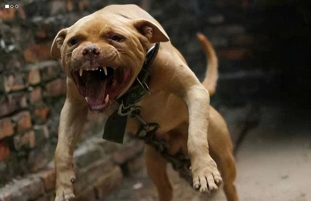 狗狗咬人怎么训,怎么训练狗狗不要咬人(打它这几个部位)