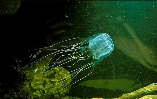 海洋十大霸主排行榜，世界上最可怕的十大海洋生物——虎鲸到底是不是海洋霸主