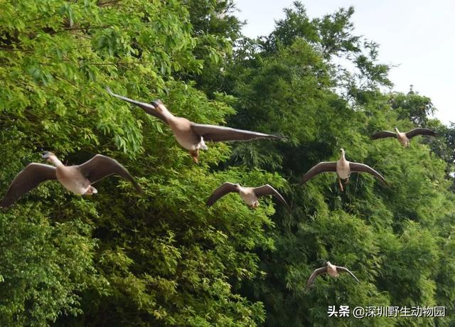 深圳世界之窗门票多少钱一张，深圳世界之窗晚上门票多少（动物园\u0026世界之窗/欢乐海岸水秀）