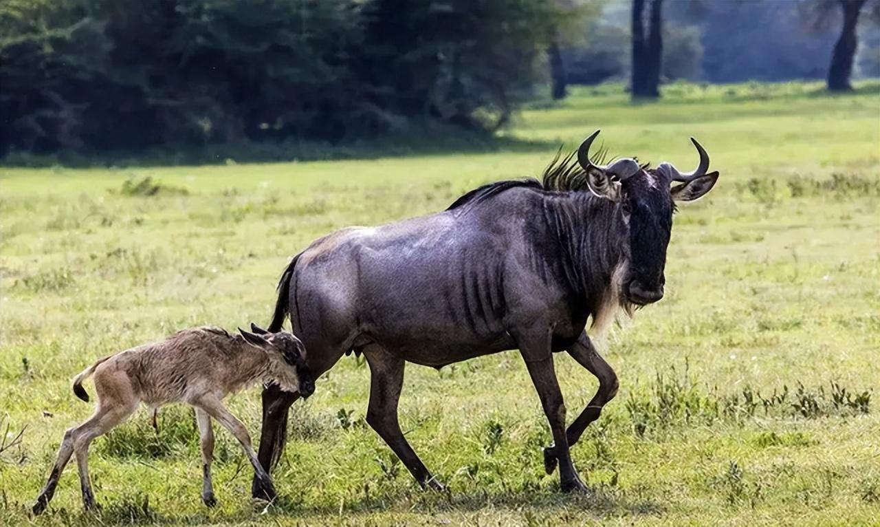角马是马还是牛，角马是什么科（角马的社交和繁殖竟如此奇特）