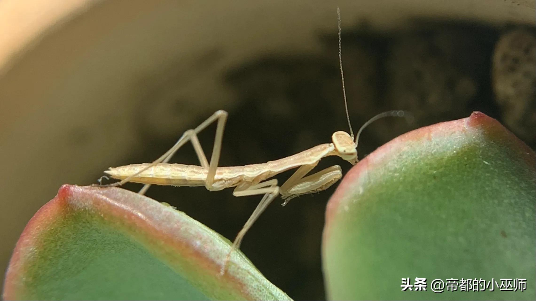 手机外置摄像头，手机外接usb头带摄像头教程（外接百元级的微距镜头效果怎么样）