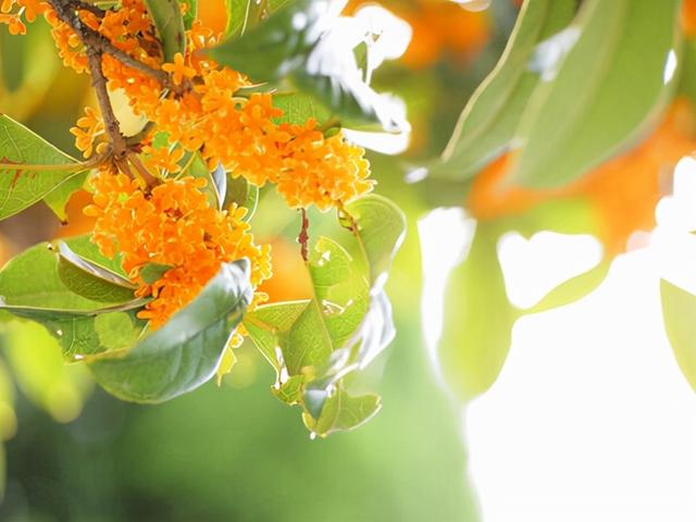 花，花好月圆人长久（72种鲜花欣赏图片）