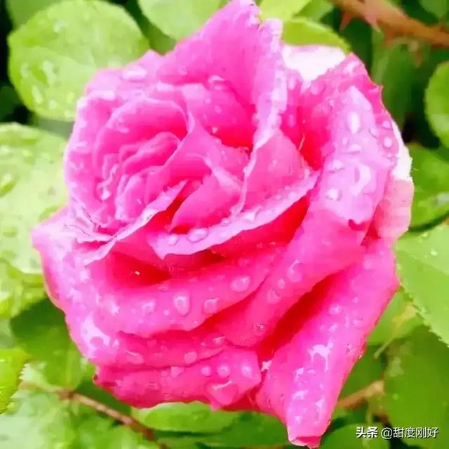 四字词语鲜艳夺目如何怎么样造句子，形容色彩鲜艳绚丽的四字词语（美丽动人的花花）