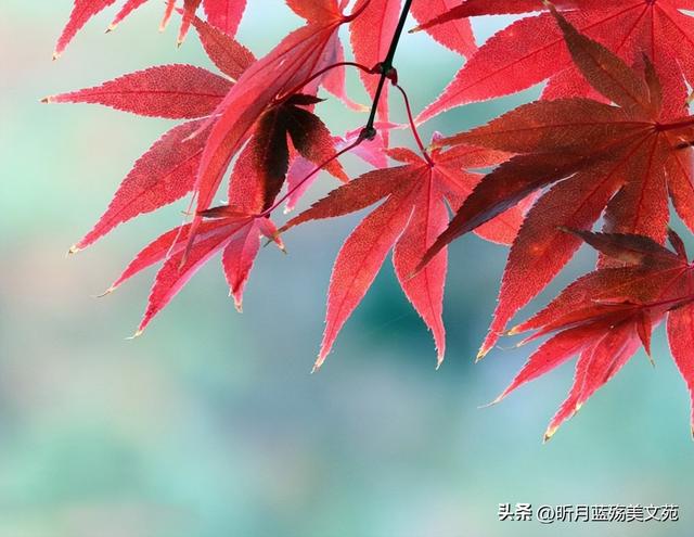 心疼关心一个人的句子，体谅和心疼对方的句子（秋凉了，写给最牵挂的你）