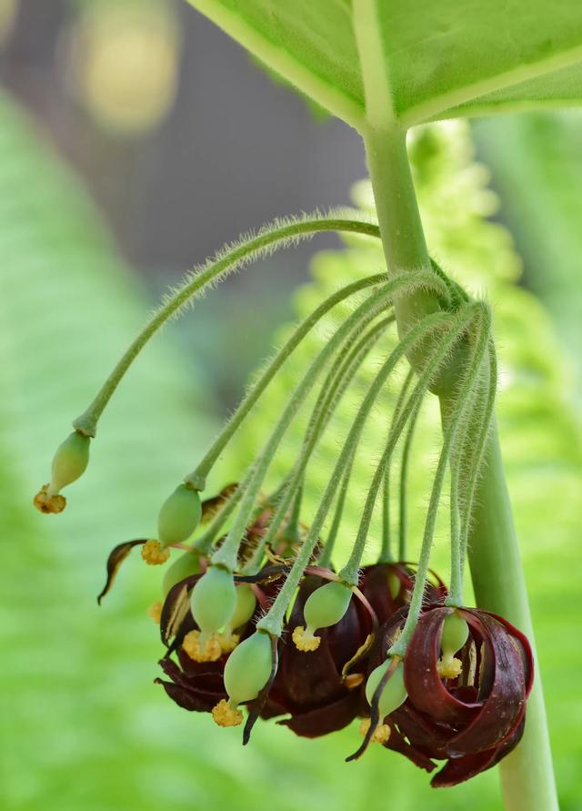 纸花怎么做简单又漂亮，怎么做简单又漂亮的纸花（小小的花朵）