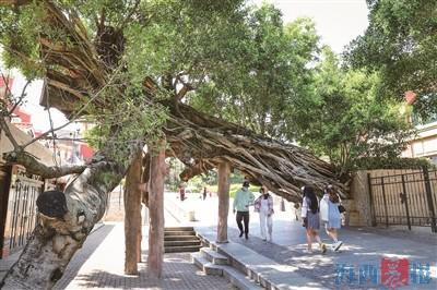 大叶樟的功效与作用，大叶樟木的功效与作用（寻厦门古树名木）