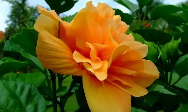 梅花象征什么，梅花象征什么青松象征什么雪花象征什么（中国十大名花排行榜）