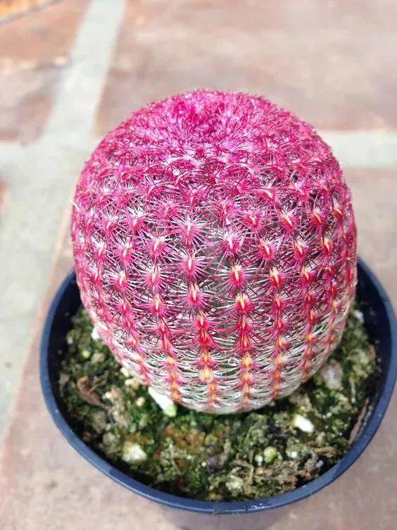 仙人掌开花图片，八种开花勤快的仙人掌植物（40多种罕见的仙人掌开花图）