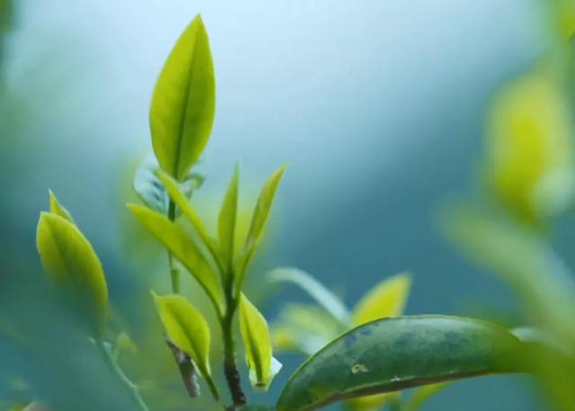 凤凰单丛茶的品种分类，凤凰单丛茶有几种品种（凤凰单丛十大香型）