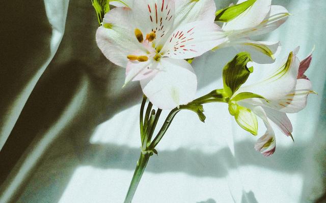 10月份是什么星座，10月份的是什么星座（奔向幸福的三大星座）