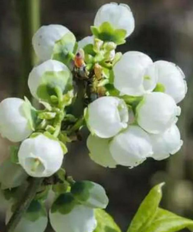 蓝莓什么季节能成熟，蓝莓一般在几月份成熟（蓝莓开花到结果的完整过程）