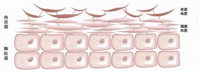 网络用语asmr是什么意思，ASMR是什么意思啊（2021“网络热门护肤词汇”）