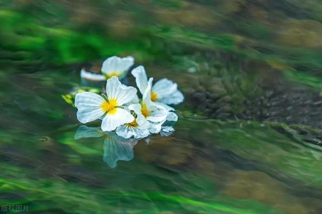 水性杨花是什么意思，海菜花为啥叫水性杨花（与“水性杨花”来场美妙的邂逅吧）