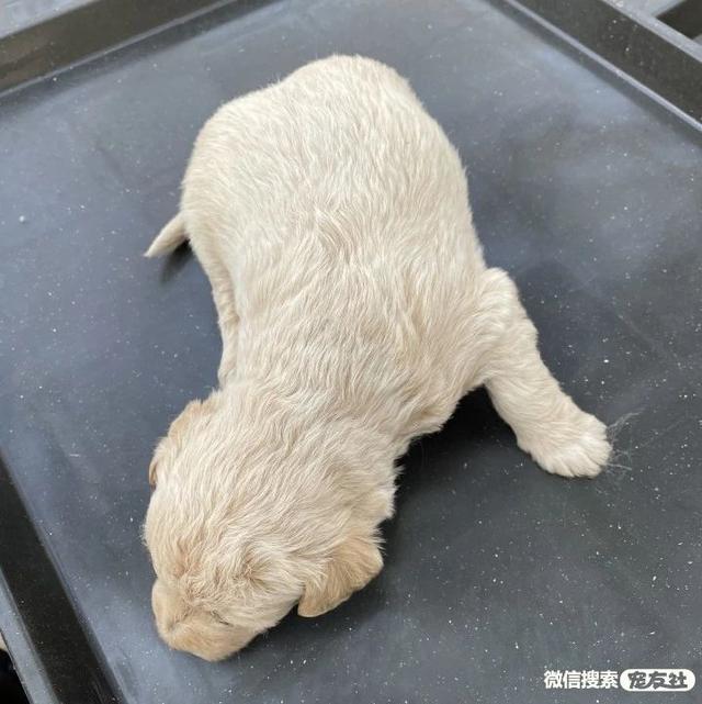 哪里会收养狗狗，如何领养狗狗（同城附近宠物店领养送养平台, 无偿幼猫咪狗狗救助-1216宠友社）