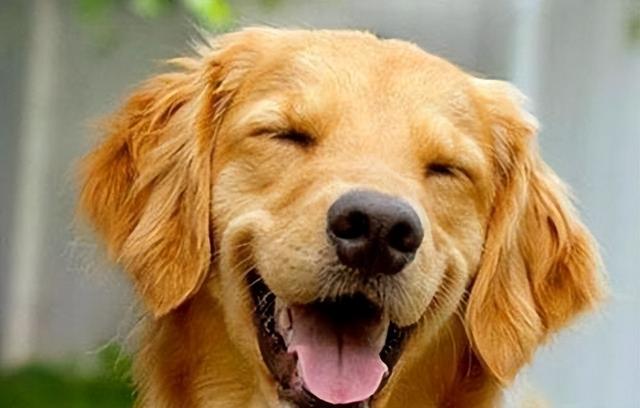 狗最多能活多少年，狗能活多少年的寿命（这几种“长命狗”）