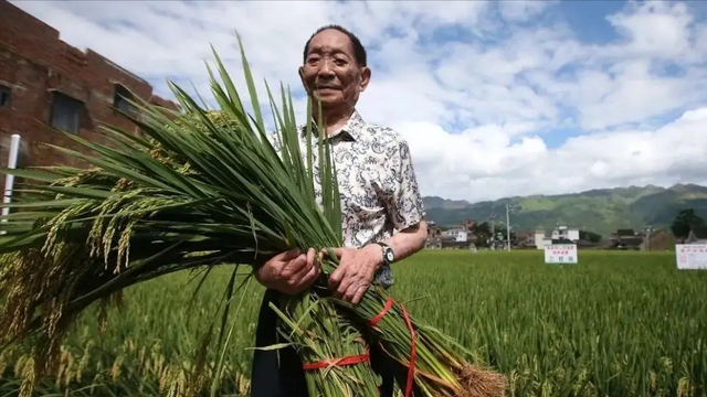 杂交水稻好吃吗，杂交水稻好吃吗能买到吗（河北杂交稻成功突破记录）